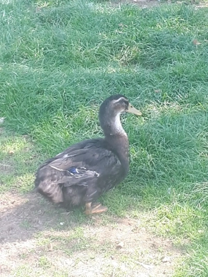 Vind rătoi rasă indiană și rață ryan tinere - imagine 4