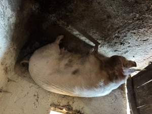 Scroafă de vânzare, a fătat o singură dată!