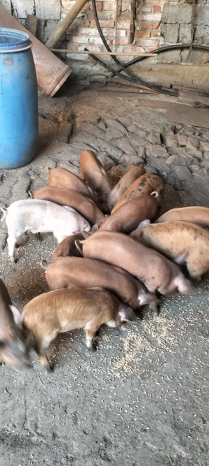 Vând purcei 8 săptămâni 