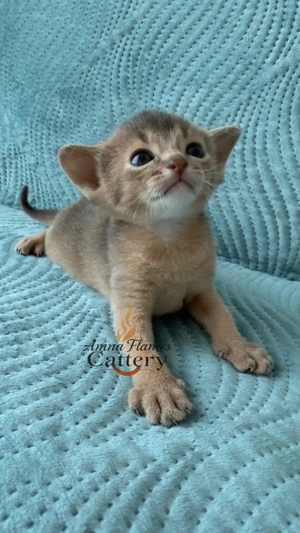    pisica abisiniana    - imagine 2