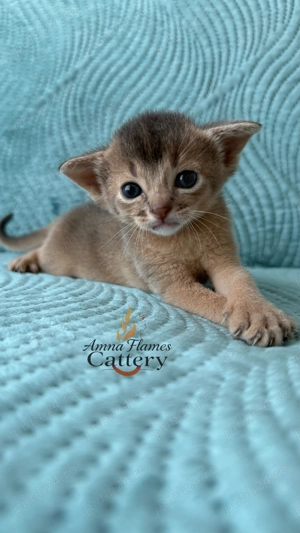    pisica abisiniana    - imagine 4