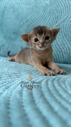    pisica abisiniana    - imagine 3