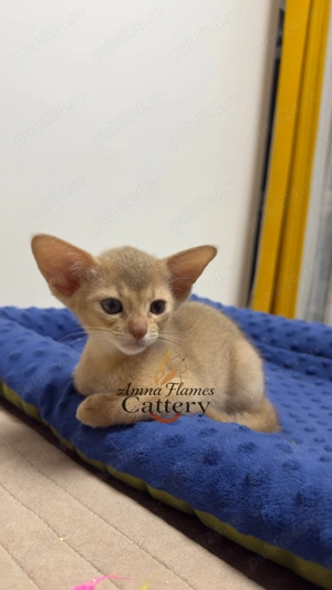    pisica abisiniana    - imagine 5