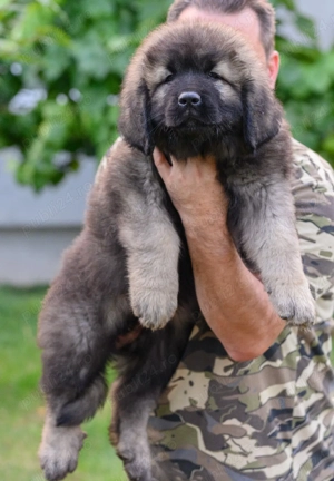 Căței Ciobănesc Caucazian de vanzare