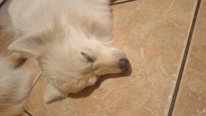 Donez doua cateluse pomeranian spitz.