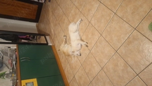 Donez doua cateluse pomeranian spitz. - imagine 2