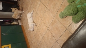 Donez doua cateluse pomeranian spitz. - imagine 5