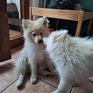 Donez doua cateluse pomeranian spitz. - imagine 3