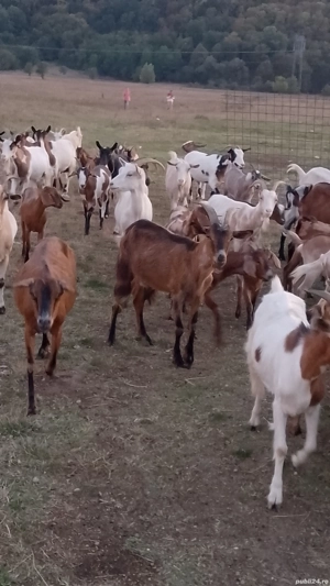 vind capre sau schimb cu diverse