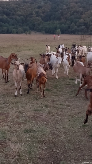 vind capre sau schimb cu diverse - imagine 2