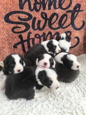 Pui de Border Collie  cu pedigree