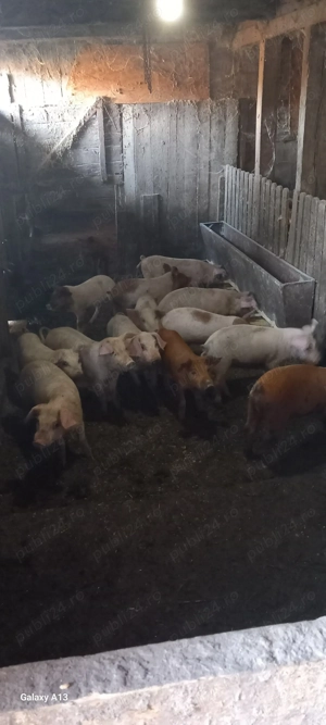 Vand purcei duroc x marele alb