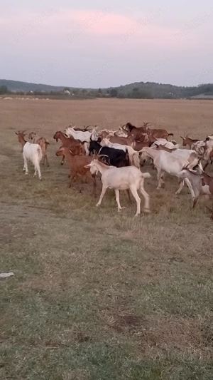 Capre de vinzare - imagine 5 Capre de vinzare - imagine 5