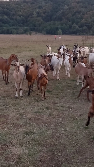 Capre de vinzare - imagine 3 Capre de vinzare - imagine 3