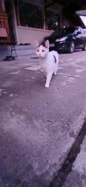 adoptie pisica - imagine 3