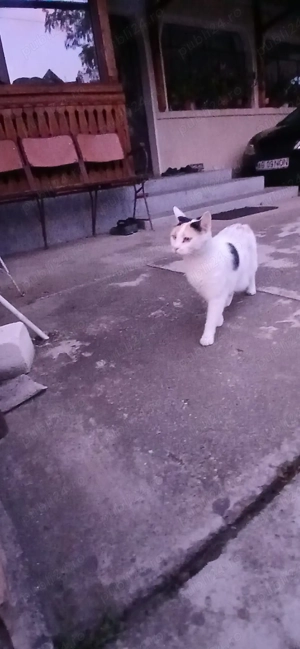 adoptie pisica - imagine 2