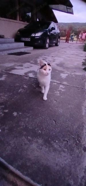 adoptie pisica - imagine 4