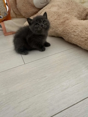 Un băiețel superb british