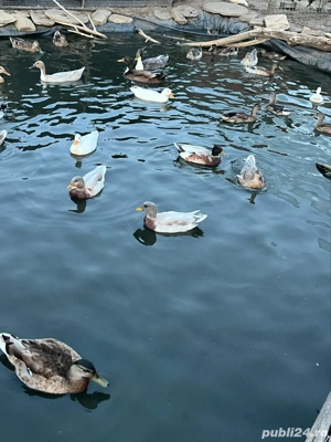 Disponibilie Rațe pitice olandeze  - imagine 2