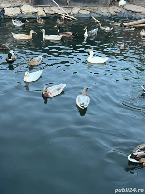 Disponibilie Rațe pitice olandeze 