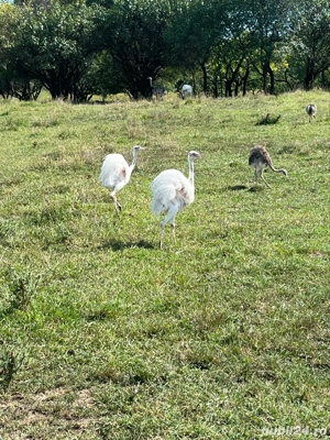 Disponibili pui de struti Nandu 