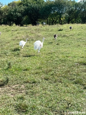 Disponibili pui de struti Nandu  - imagine 2 Disponibili pui de struti Nandu  - imagine 2