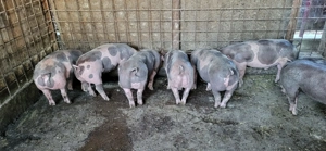 Vând purcei Pietrain 