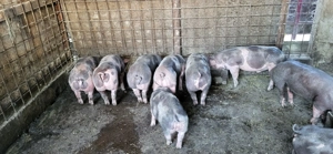 Vand purcei pietrain  - imagine 4