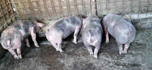 Vand purcei pietrain  - imagine 2