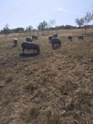 Porci Mangalita rasa pură  - imagine 2