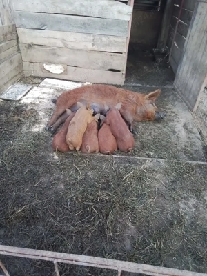 Porci Mangalita rasa pură  - imagine 5