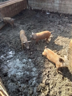 Porci Mangalita rasa pură  - imagine 4