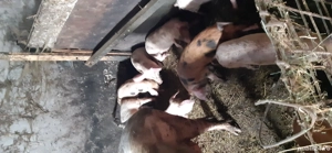 Vând porci - imagine 2