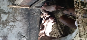 Vând porci - imagine 4