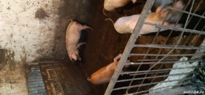 Vând porci - imagine 5