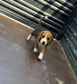 Pui beagle deparazitat si vaccinat 