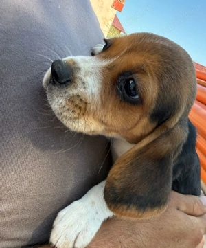 Pui beagle deparazitat si vaccinat  - imagine 3