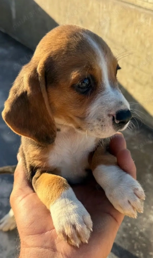 Pui beagle deparazitat si vaccinat  - imagine 2