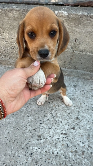 Pui beagle deparazitat si vaccinat  - imagine 4