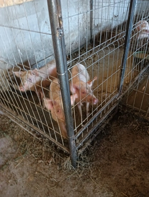 purcei de 8 saptaminii de vanzare