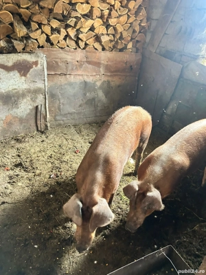 vând porcusori