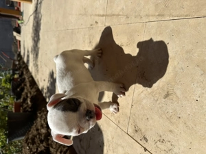 Câine de vânzare Buldog francez  - imagine 5 Câine de vânzare Buldog francez  - imagine 5