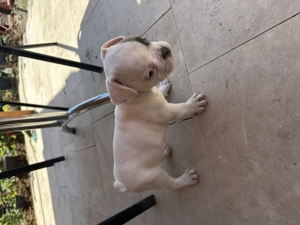 Câine de vânzare Buldog francez  - imagine 2 Câine de vânzare Buldog francez  - imagine 2