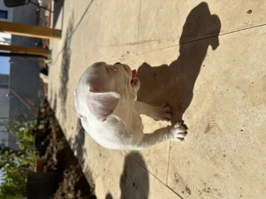 Câine de vânzare Buldog francez  - imagine 3 Câine de vânzare Buldog francez  - imagine 3