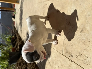 Câine de vânzare Buldog francez  - imagine 4 Câine de vânzare Buldog francez  - imagine 4