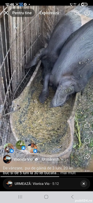 Porci crescuti bio - imagine 2 Porci crescuti bio - imagine 2