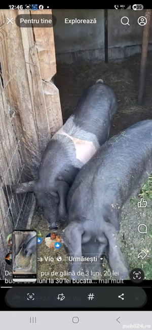 Porci crescuti bio - imagine 3 Porci crescuti bio - imagine 3