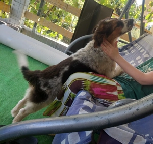 OFER RECOMPENSA - Pierdut catelusa 5 luni, Olt, Oporelu sat Radesti