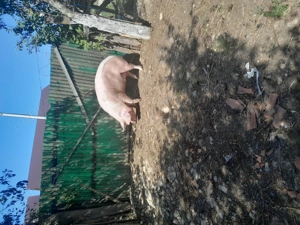 Vând scroafa marele alb  - imagine 3 Vând scroafa marele alb  - imagine 3