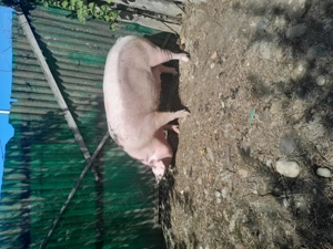 Vând scroafa marele alb  - imagine 2 Vând scroafa marele alb  - imagine 2